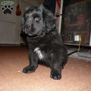 Oliver of Rose Hill, Newfoundland Puppy